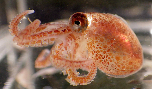 A juvenile Octopus rubescens. Photo by Kat Bolstad.