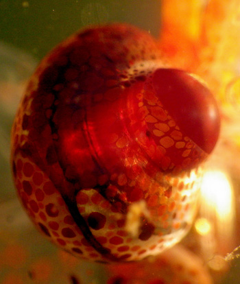 A close-up image of an eye of the Taonius squid. Photo by Kat Bolstad.