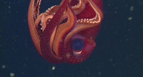 The strawberry squid, Histioteuthis heteropsis.