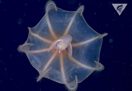 The cirrate octopus, Cirrothauma murrayi.