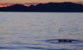 A piece of equipment that measures the respiration of seafloor animals surfaces in the early morning in the Gulf of California.
