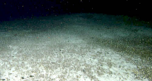 This site had large clam fields and white bacterial mat covering the clams in some areas.
