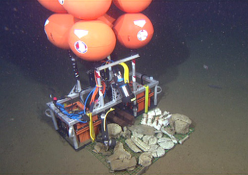This is an image from the ROV of the bone camera deployed on the seafloor.