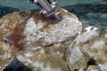 The ROV manipulator arm collects a piece of bone with Osedax worms.
