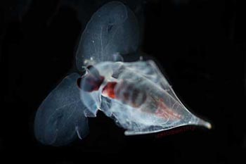 Small, shelled pteropod, Clio. Photo by Karen Osborn