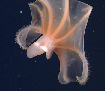 The cirrate octopus, Cirrothauma murrayi.