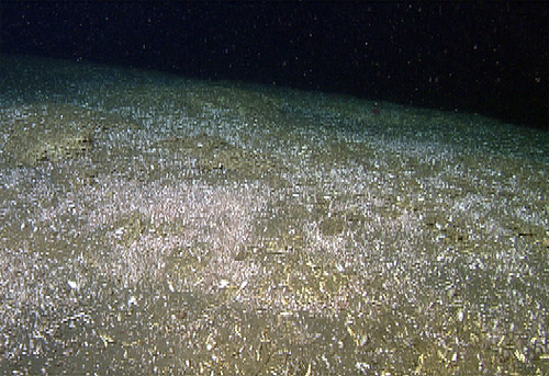 Not only were the fields of vesicomyid clams dense, they were also extensive, spreading over great distances in every direction from the ROV.