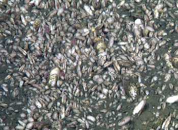 Ectenagena elongata clams occupying this field comprise the most extensive field of chemosymbiotic clams observed to date by the scientists. Although vesicomyid clams appear to be the most abundant and numerous organism, many other animals were found among the clams, including polychaete worms, several species of gastropod molluscs (or marine snails), and even thornyhead rockfish.