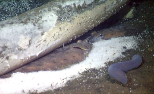 Two flatfish hide beneath the jaw bone of the whale carcass. The dark gray fish is a hagfish, also known as a slime eel—we saw a number of these fish in and around the whale-fall site. They are masters at scavenging in the deep sea.