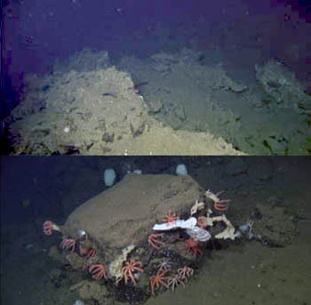 Top: At the summit of the ridge, we saw large pieces of carbonate rock. Bottom: As we descended into the valley, there were large boulders made of basaltic rock, this one, with many sponges and brisingid sea stars growing on it.