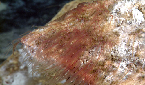 A close-up of the bone with a large number of red Osedax worms extending from it.