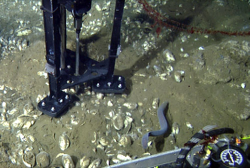 The Raman measures the pore-water chemistry in the middle of a patch of clams. In the lower right, you can see the pressure gauge which we use to see that the water pump is working (pumping pore water up to the Raman probe).