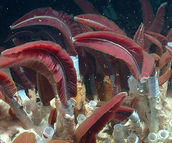 Giant tubeworms such these as have evolved to live at the boundary between oxygen-poor vent fluids and oxygen-rich seawater. If past catastrophic global environmental changes caused the deep seawater to become oxygen-poor, these worms would have had to adapt, evolve, or die off and be replaced by other animals. ©2003 MBARI 