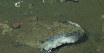 This rock’s edge has white bacterial mat growing on it. Note, this rock is large – the red dots are lasers set at 29cm apart.