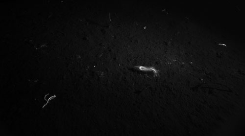 In this image, you can see fluorescence of dead phytoplankton in the gut of the sea cucumber (center) and in some droppings (lower left).