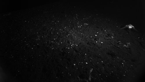 The white specks in this photo are the remnants of phytoplankton which sank from the sea surface all the way to the seafloor at 4,000 meters. A special camera shows the fluorescence of the dead phytoplankton sitting on the seafloor.