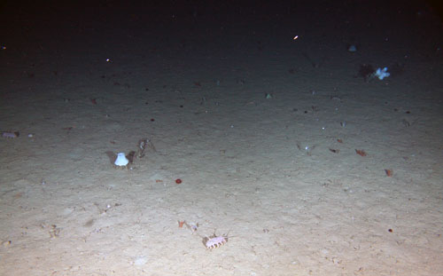 This is one of over 6,000 images captured in this recent deployment of the camera tripod. You can see many sea cucumbers, including a common inhabitant Scotoplanes globosa in the foreground. There are also sponges and sea urchins in the image.