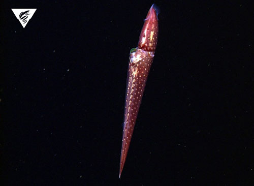Stigmatoteuthis dofleini has one normal-sized eye, and one extraordinarily large eye, which was brightly fluorescent, indicating the presence of a blue-absorbing fluorescent pigment.