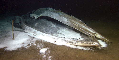 A view of the huge skull from the whale-fall site we visited today. The white areas are extensive bacterial mats.