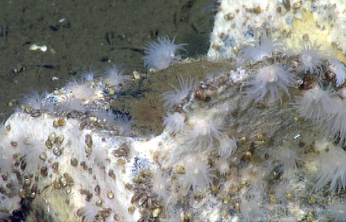Numerous white whale-fall anemones, Anthosactis pearseae , on the vertebrae of the whale carcass. These anemones are named after Vicki Pearse, a collaborator and dear friend of ours in Monterey, California. The bone is covered in white bacteria, and a number of small brown mussels and snails are scattered about.