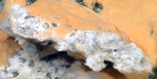 Different colors of bacterial mats covering a carbonate outcrop.