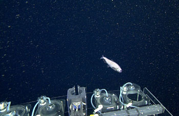 The ROV pilots have a tough job by many standards, but catching a deep-sea fish like this bathylagid in the detritus samplers is no small feat. The pilot must fly the vehicle so that the fish is in the sampler, then close the sampler to capture it.