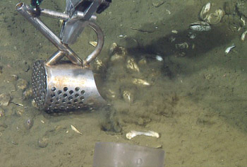 ROV pilots use the manipulator arm holding this clam scoop to dig for clams at seeps.