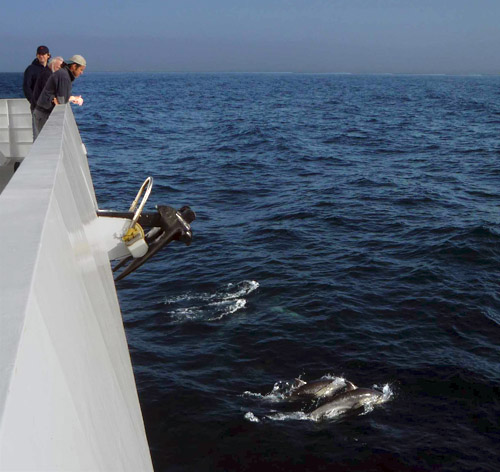 Hundreds of dolphins joined us on our trip towards the Santa Barbara harbor. Marko Talkovic, Ben Erwin, and Bob Vrijenhoek watch them surf in the ship’s bow wave.