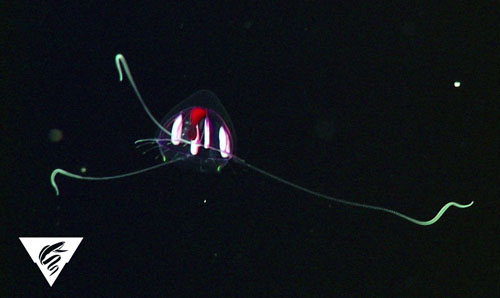 This undescribed species of hydromedusa Tetrorchis shows pink pigmentation due to absorbance, and rainbow iridescence due to the thin-film effect of its tissue acting on white incident light from the ROV.