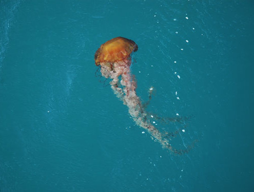 A jelly floats by near the surface of the water as the Flyer sits on station during a CTD cast.