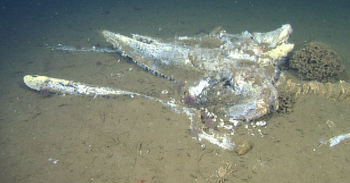 The skull at Pedro’s whale-fall site.