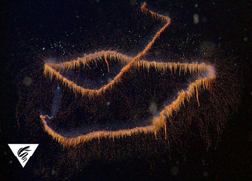 This undescribed physonect, called the galaxy siphonophore by Haddock and his collaborators, is one of the more spectacular of the deep-living species observed this week. It is often found in this spiral shape, casting its many tentacles all around like a spider in its web.