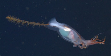 The swordfish squid, Planctoteuthis danae.