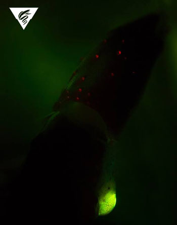 The squid is illuminated under blue light and viewed through a filter. The squid's head is in the upper half of the image. The red light shows the fluorescence of the photophores, or light organs, while green is the fluorescence of the lens of the large eye.
