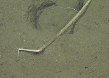 The tube worm (from the family Onuphidae) on the seafloor.