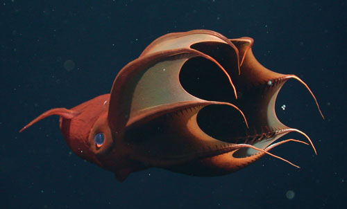 The vampire squid Vampyroteuthis infernalis.