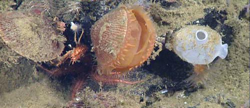 These clams (left), tunicates (right), and brittle stars (underneath) were very abundant on the seafloor amongst the rocks at over 900 meters (2,900 feet) depth.
