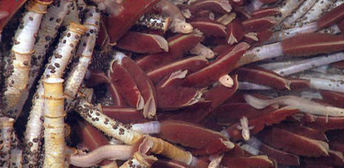 A close-up view of the vent tube worms (Riftia). If you look closely you’ll see several fish hiding in among the worms. The little black spots covering the worm casings are limpets.