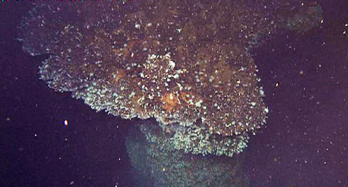 This is the top of the largest chimney we found today. It rises more than 20 meters (65 feet) from the seafloor. While the top does not look very active, there is a thriving community of Riftia at the base.