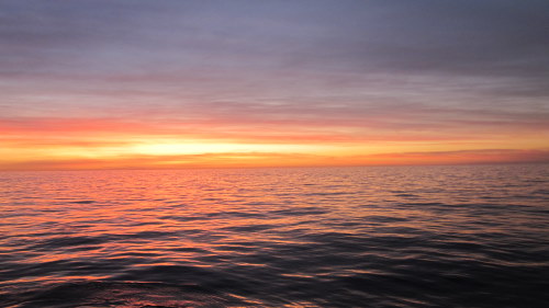 The remotely operated vehicle (ROV) launched at sunrise for our last dive on the midwater leg of this Gulf of California expedition.