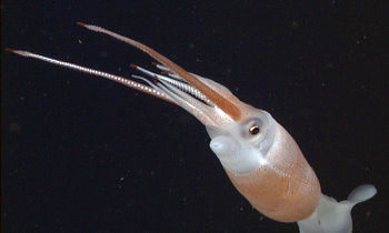 After further examination in the lab, Stephanie Bush and Henk-Jan Hoving discovered that what they thought was a “new” squid on the first day turned out to be one of the glass squids (Leachia). It was a mature male, which had not been described before, and it had a few unusual characteristics that kept them from making the initial identification.