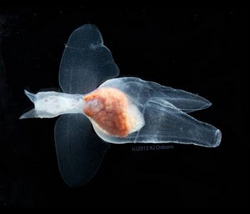 Two of the many different pteropods that Stephanie Bush and Karen Osborn collected during this cruise. Lab photos by Karen Osborn.