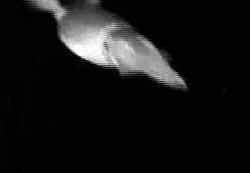 We promised we would show you what animal was attracted to the lighted lure on Henk-Jan Hoving’s towed-camera system. It was Dosidicus gigas, the Humboldt squid.