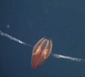 When a species is undescribed we often give it a placeholder name like the “Brick Red Diamond” comb jelly.