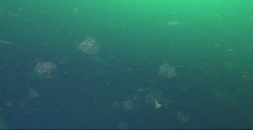 Video frame grab from the ROV as it descends through a dense layer of Bathochordaeus. At around 30 meters (98 feet), it is just out of reach for our divers.