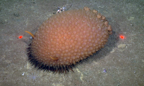 A large nudibranch, Bathydoris aioca, on the seafloor at 3,100 meters (10,000 feet). The red dots are from lasers on the ROV; they are 29 centimeters (11.5 inches) apart.