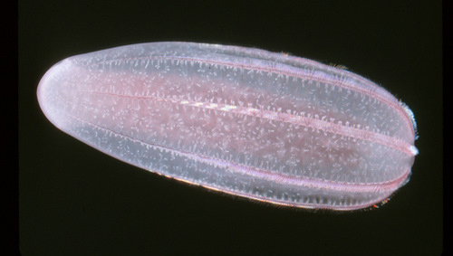 The ctenophore, Beroe cucumis.
