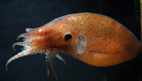 A brooding female pelagic octopus, Japetella diaphana. If you look closely, you can see the eggs between the tentacles.