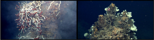 Hydrothermal chimneys. Left: Riftia tubeworms, each about a meter (three feet) long, thrive in the warm, sulfide-rich fluid seeping from this chimney. Several meters above, the main orifice of the chimney gushes water that is over 550 degrees Fahreneit and loaded with minerals that precipitate as black