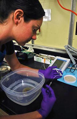 Josi Taylor works in the ship's lab to test the internal chemistry of animals following treatment with variable CO2 levels in the BRS.